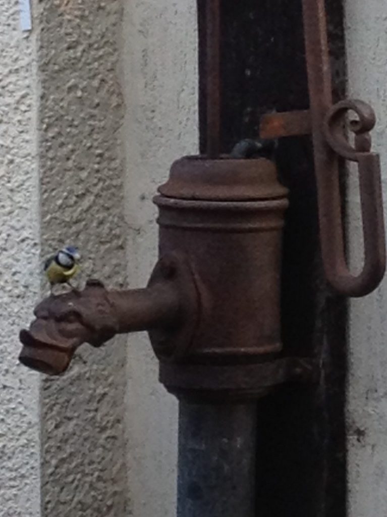 bluetit