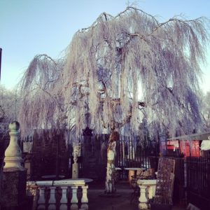 Weeping birch caught by the frost at LASSCO Three Pigeons