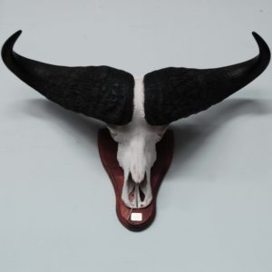 A mounted buffalo horn trophy-0