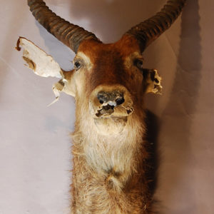 A mounted Waterbuck head-0