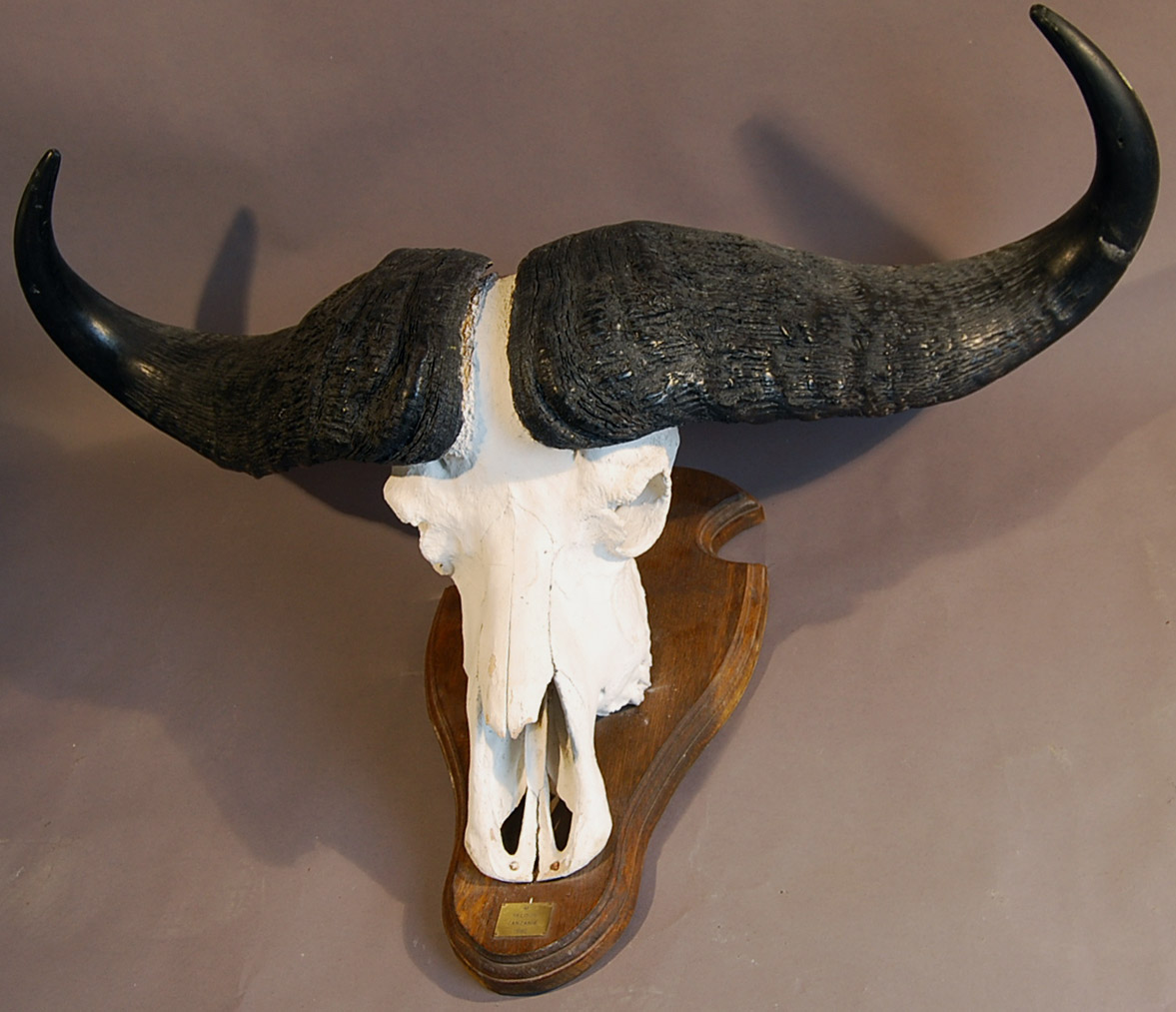 A mounted buffalo horn trophy-70349