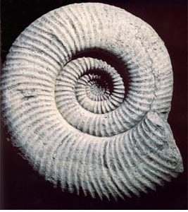 An English composition stone cast of a prehistoric fossilised Ammonite (large)-0
