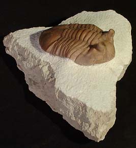 Trilobite ‘Asaplaus Cornetus’-0