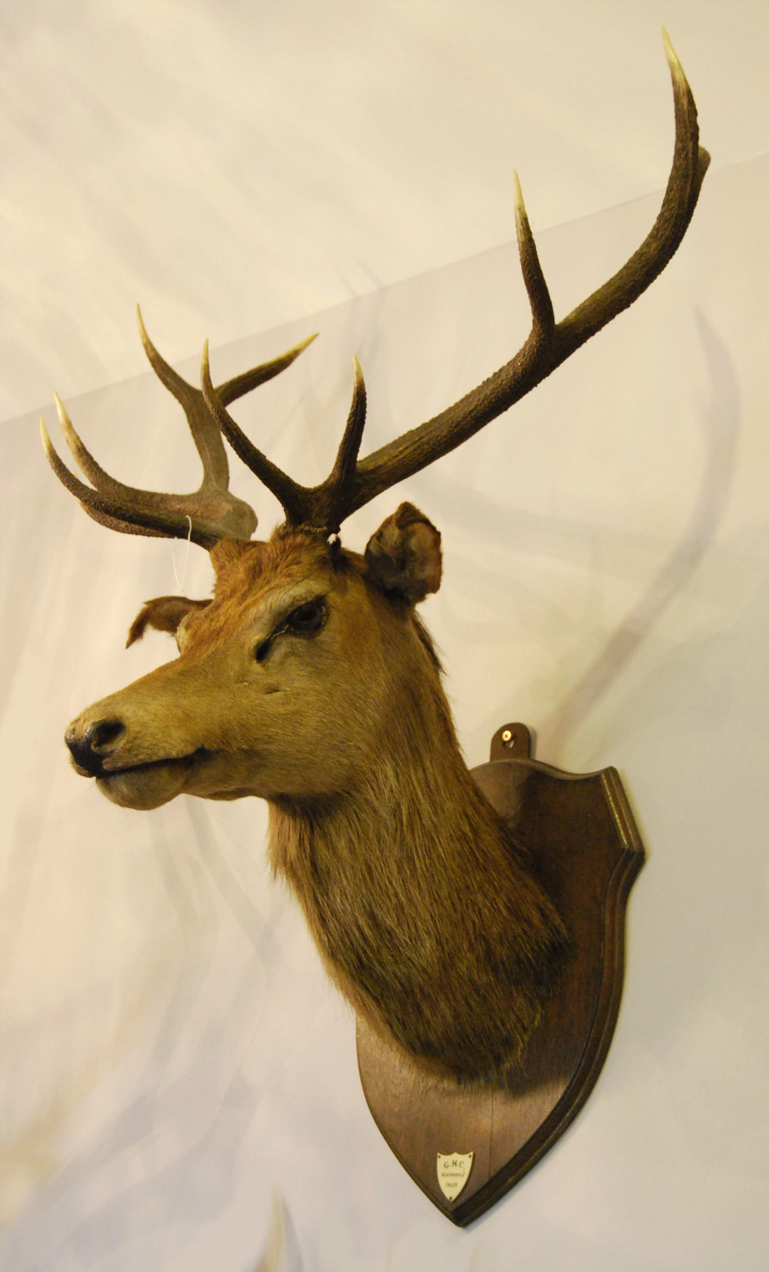 A ten point red deer stag's head trophy-0