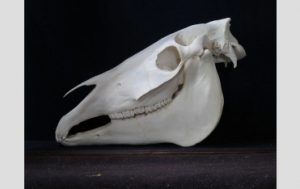 A large horse skull,