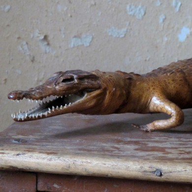 Small alligator at Ropewalk