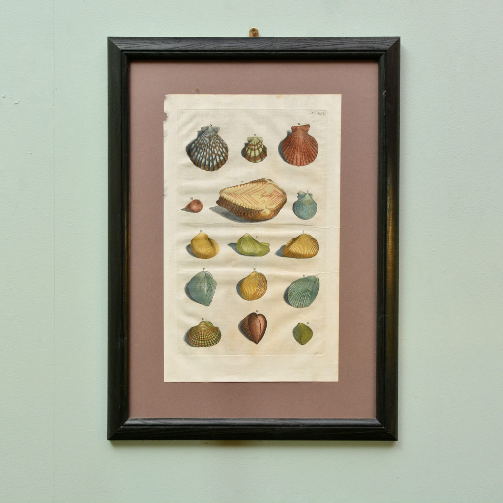 Original 18th Century engraving of Shells and Crustaceans, in old hand-colour.-0