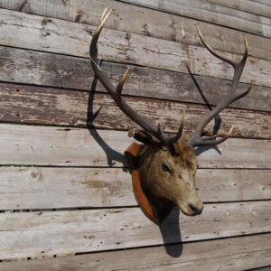 A ten point red deer stag's head trophy