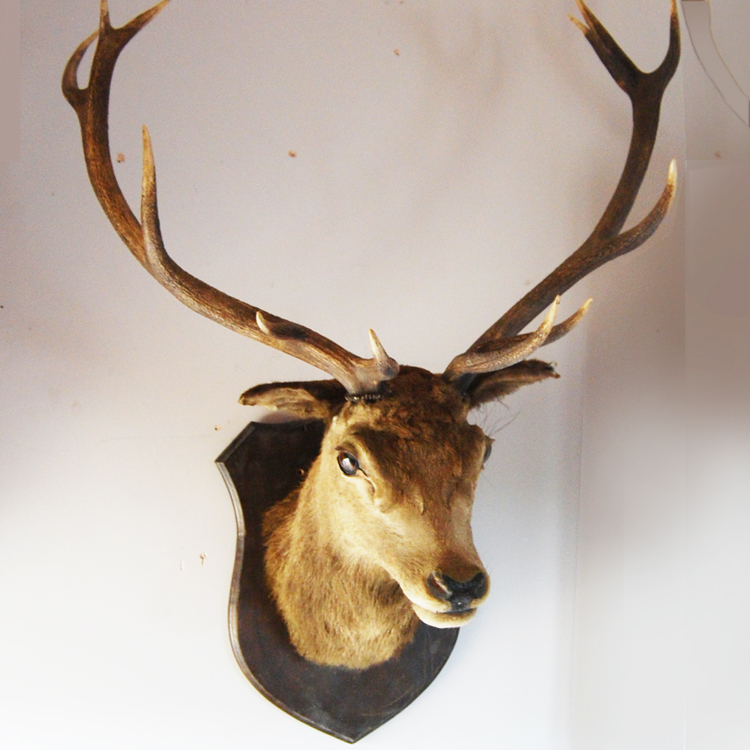 Stag head