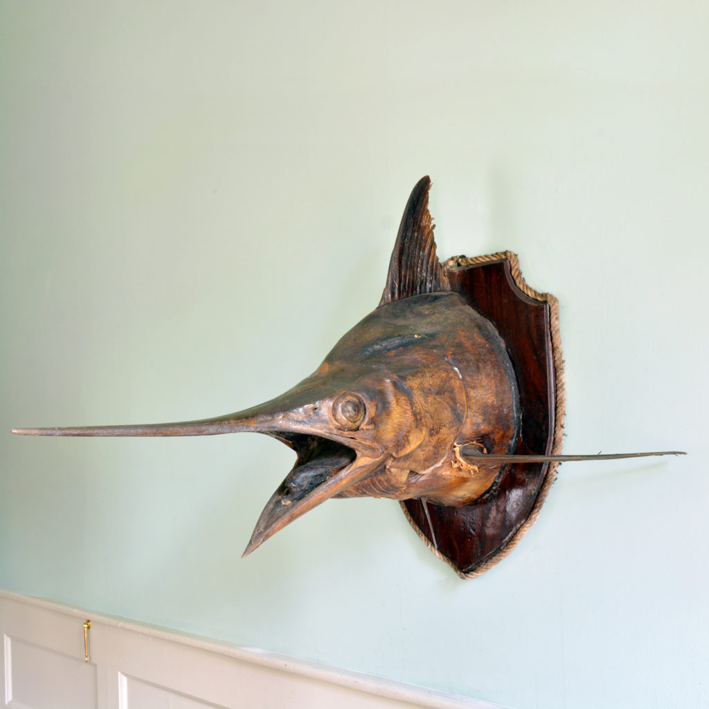 A stuffed and preserved Black Marlin, -91835