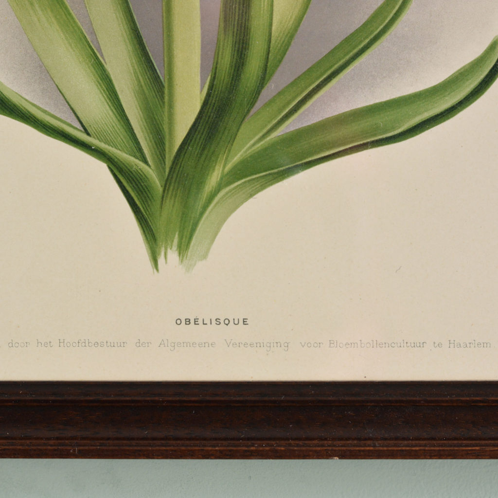 Chromolithograph floral prints by A. C. van Eeden & Co, published c1875-94633