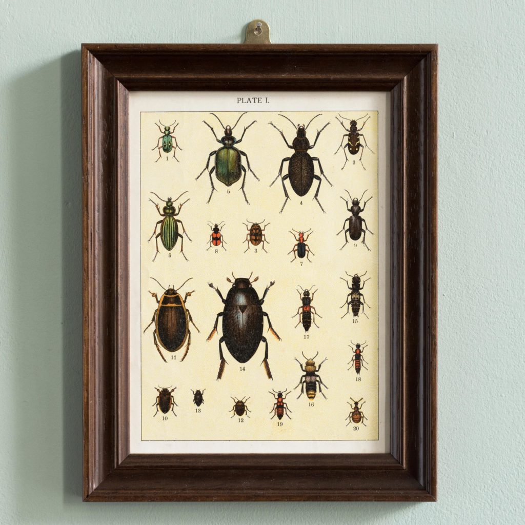 Butterflies and Beetles. Original chromolithographic prints,-0