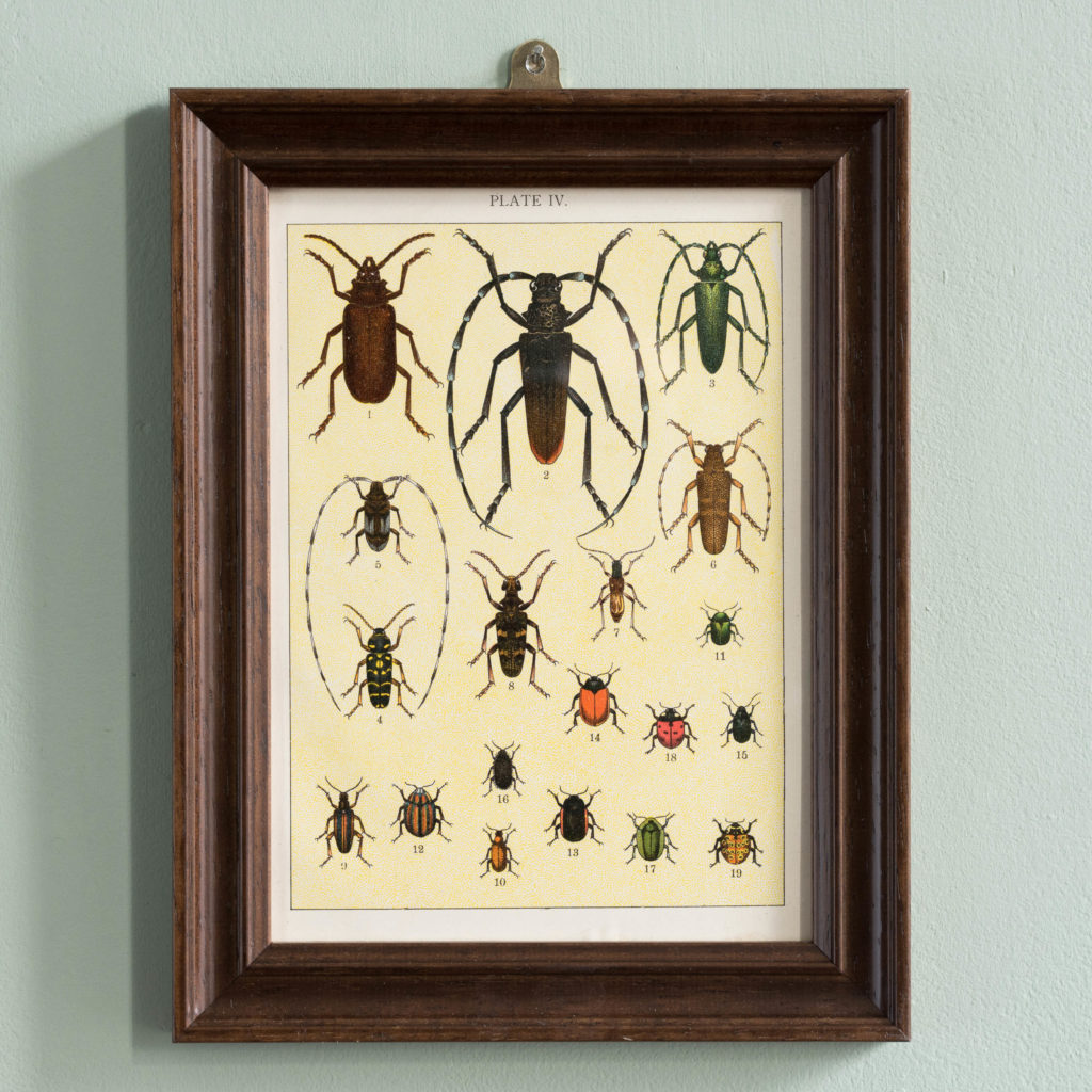 Butterflies and Beetles. Original chromolithographic prints,-0