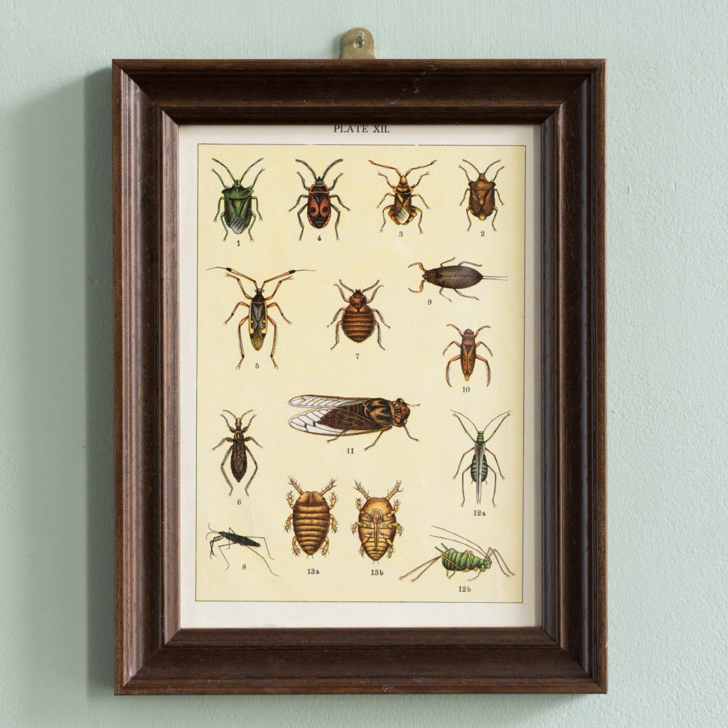 Butterflies and Beetles. Original chromolithographic prints,-0