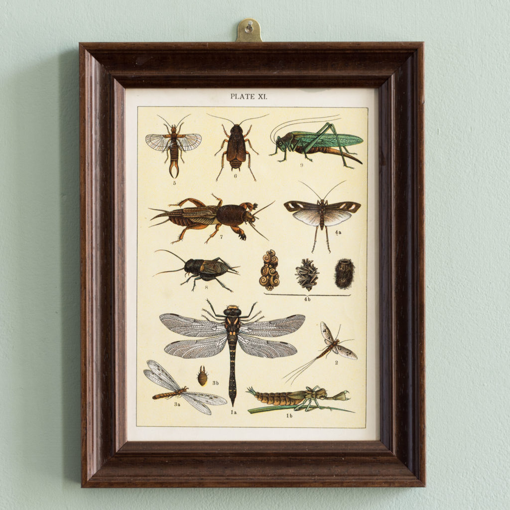 Butterflies and Beetles. Original chromolithographic prints,-0