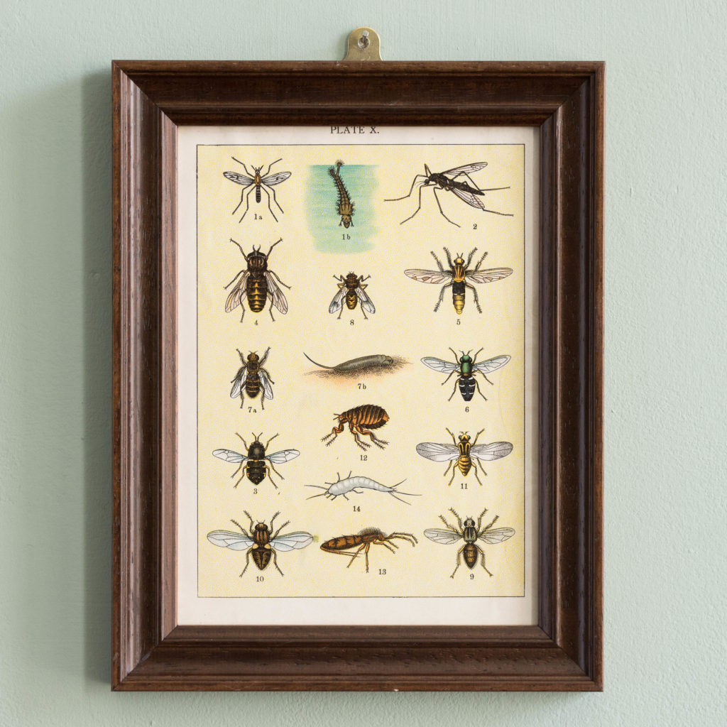 Butterflies and Beetles. Original chromolithographic prints,-0
