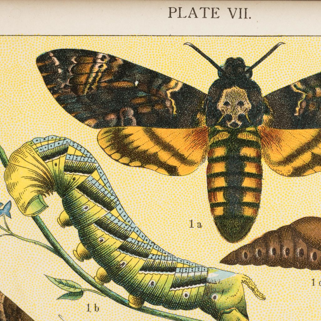 Butterflies and Beetles. Original chromolithographic prints,-103364