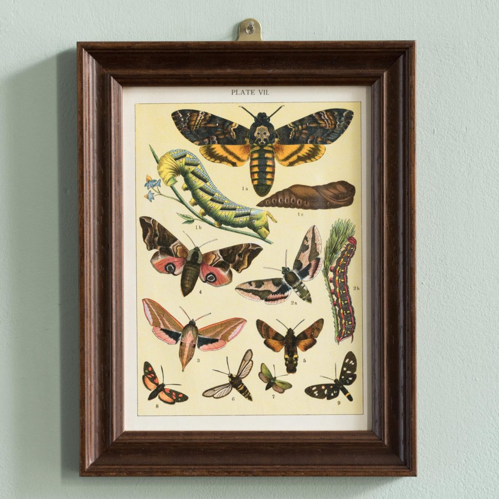 Butterflies and Beetles. Original chromolithographic prints,-0