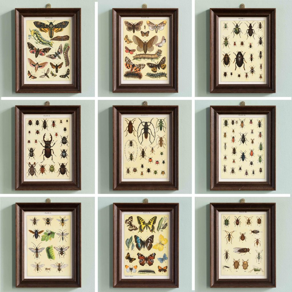 Butterflies and Beetles. Original chromolithographic prints,-103363