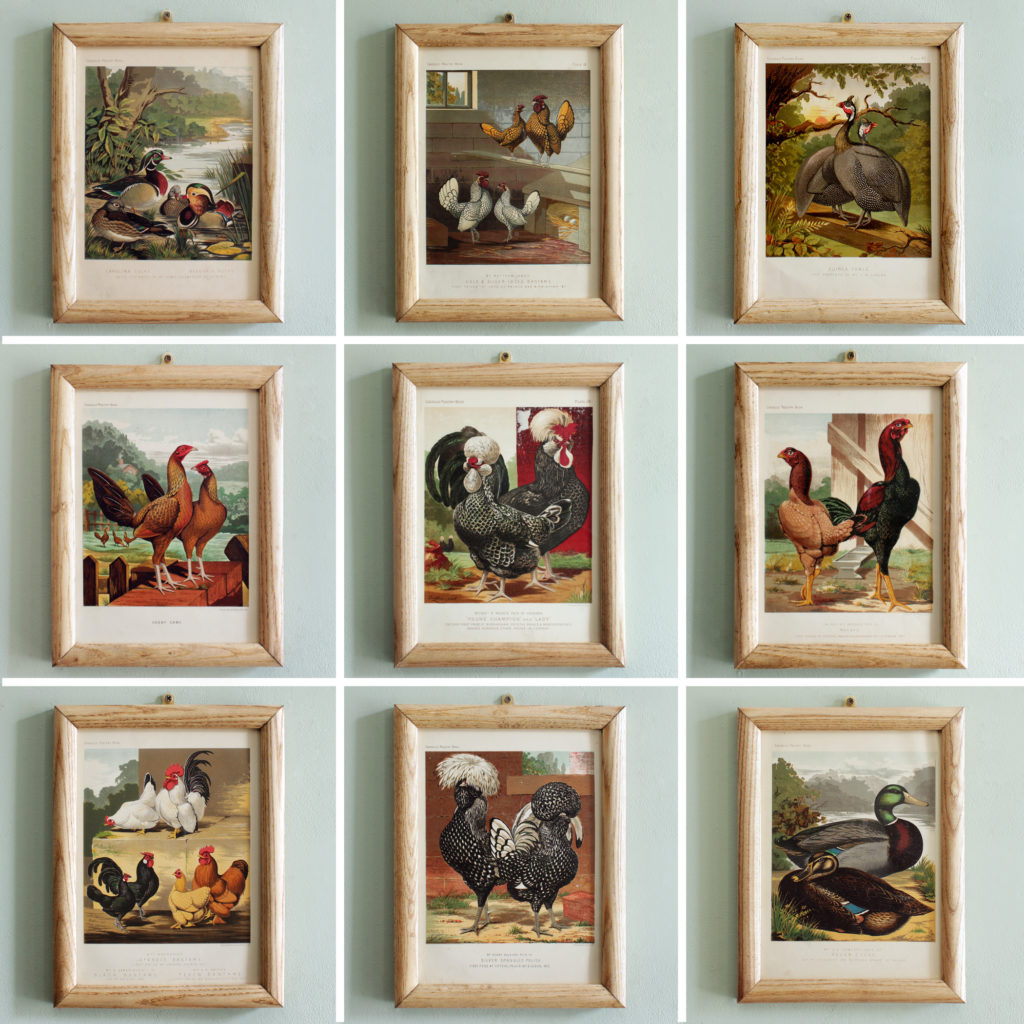 Wright's Poultry c1873, original chromolithograph print-104355