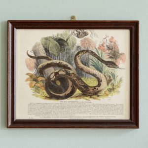 Natural History, original hand-coloured wood engravings published c1850-0