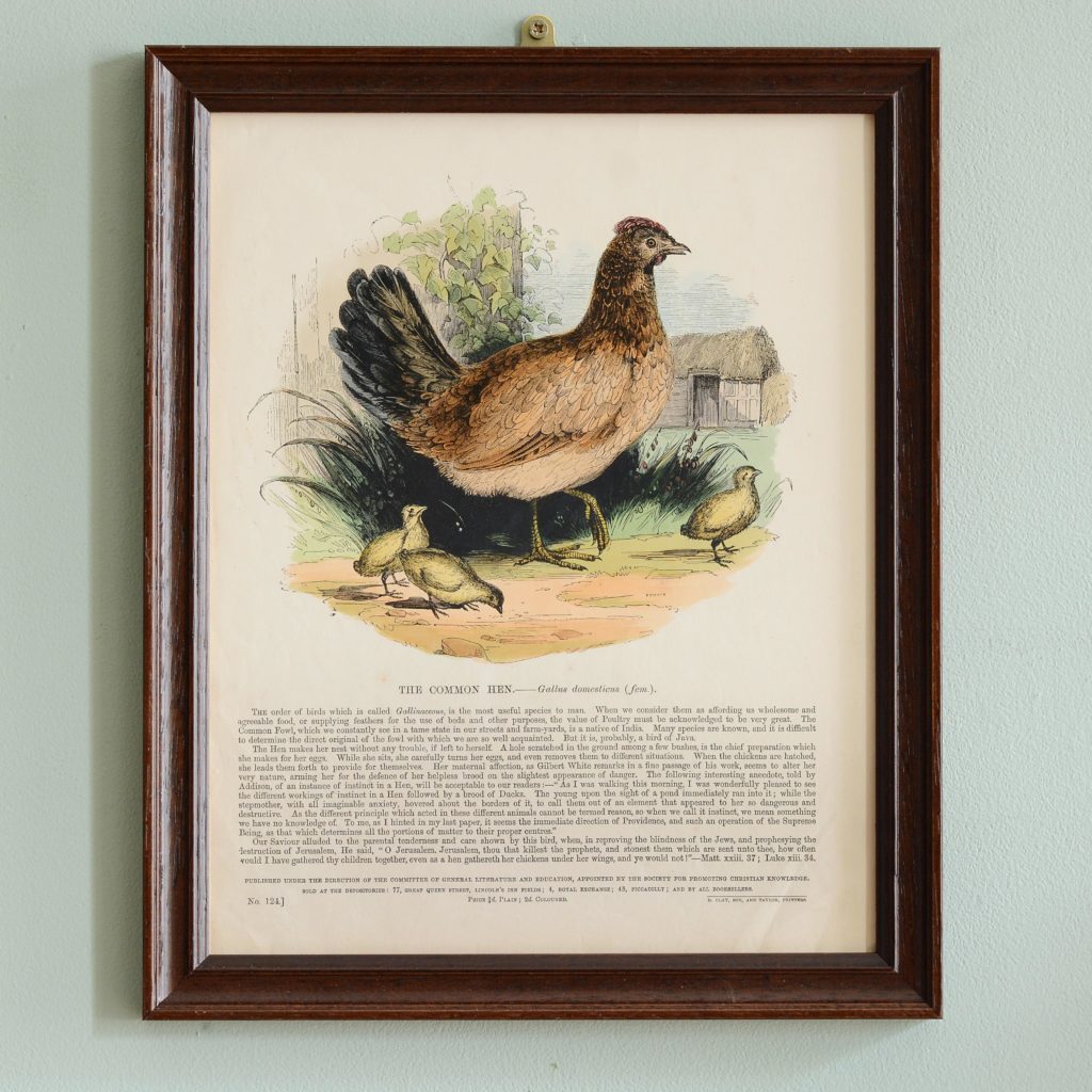 Natural History, original hand-coloured wood engravings published c1850-0