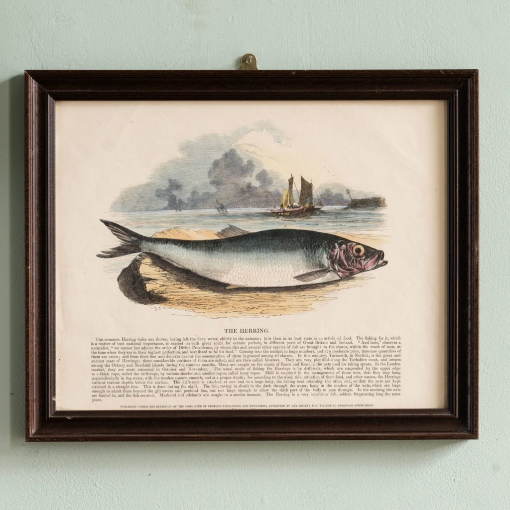 Natural History, original hand-coloured wood engravings published c1850-0