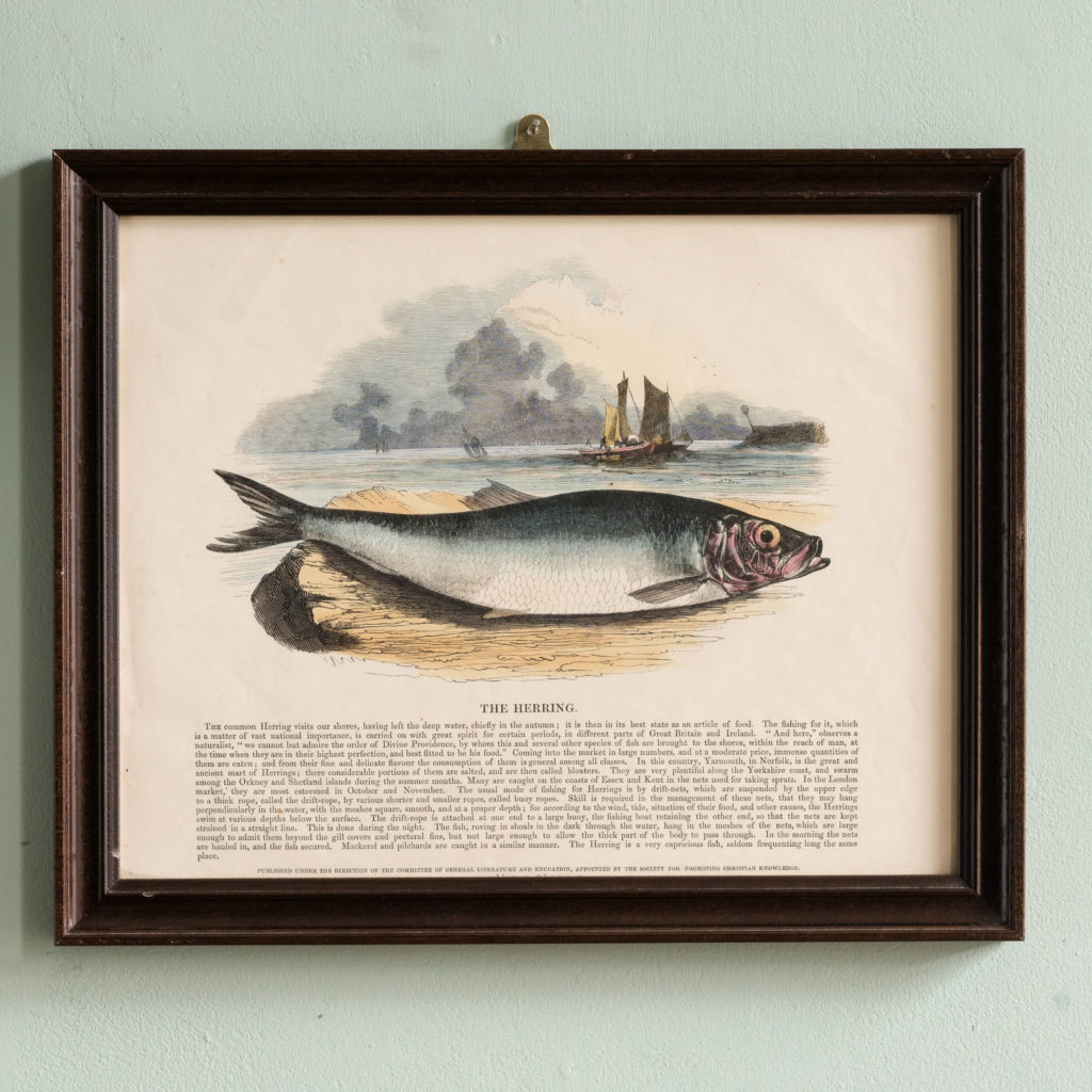 Natural History, original hand-coloured wood engravings published c1850-0