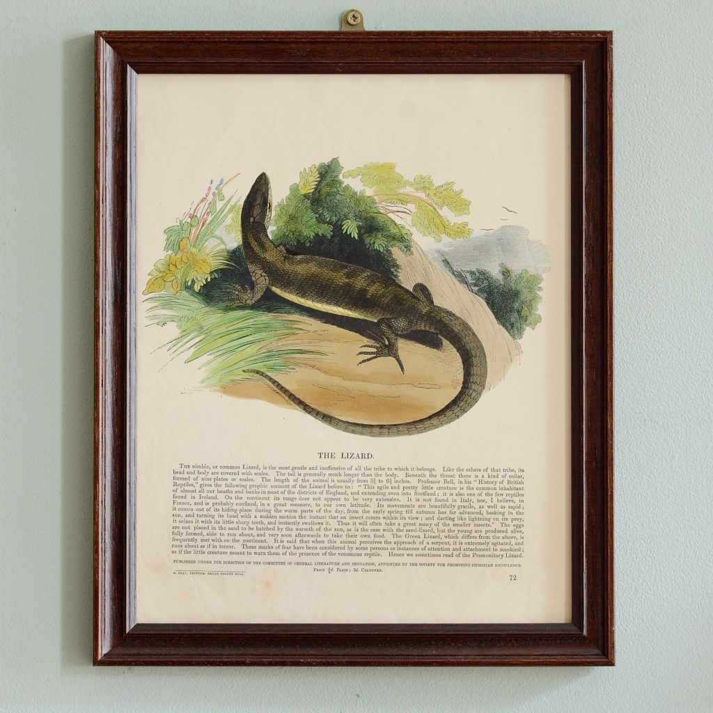 Natural History, original hand-coloured wood engravings published c1850-0