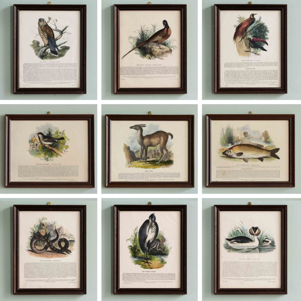 Natural History, original hand-coloured wood engravings published c1850-103728