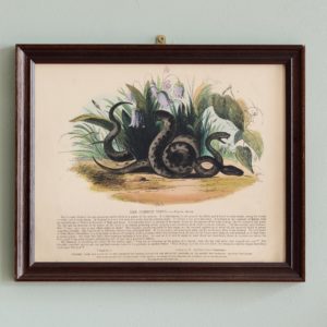 Natural History, original hand-coloured wood engravings published c1850-0