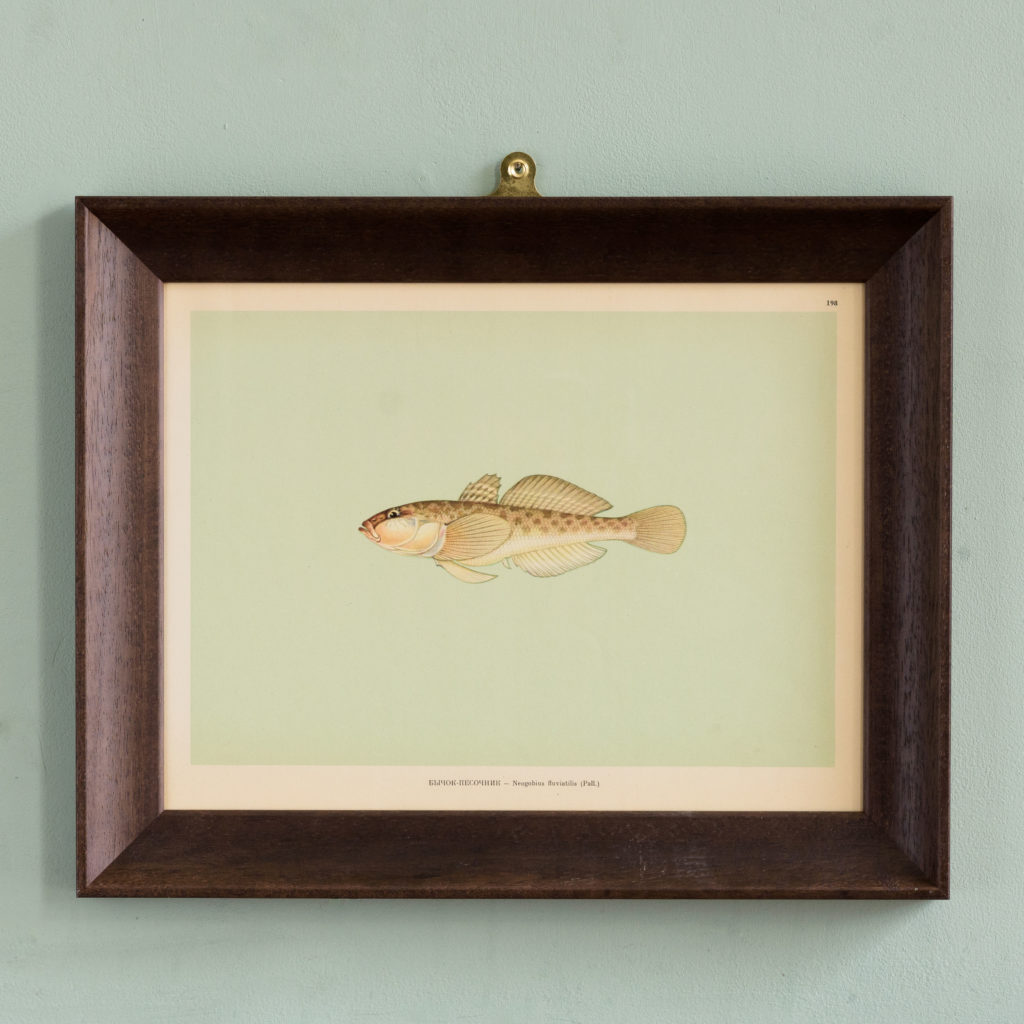 Soviet Era Fish Identification Prints-0