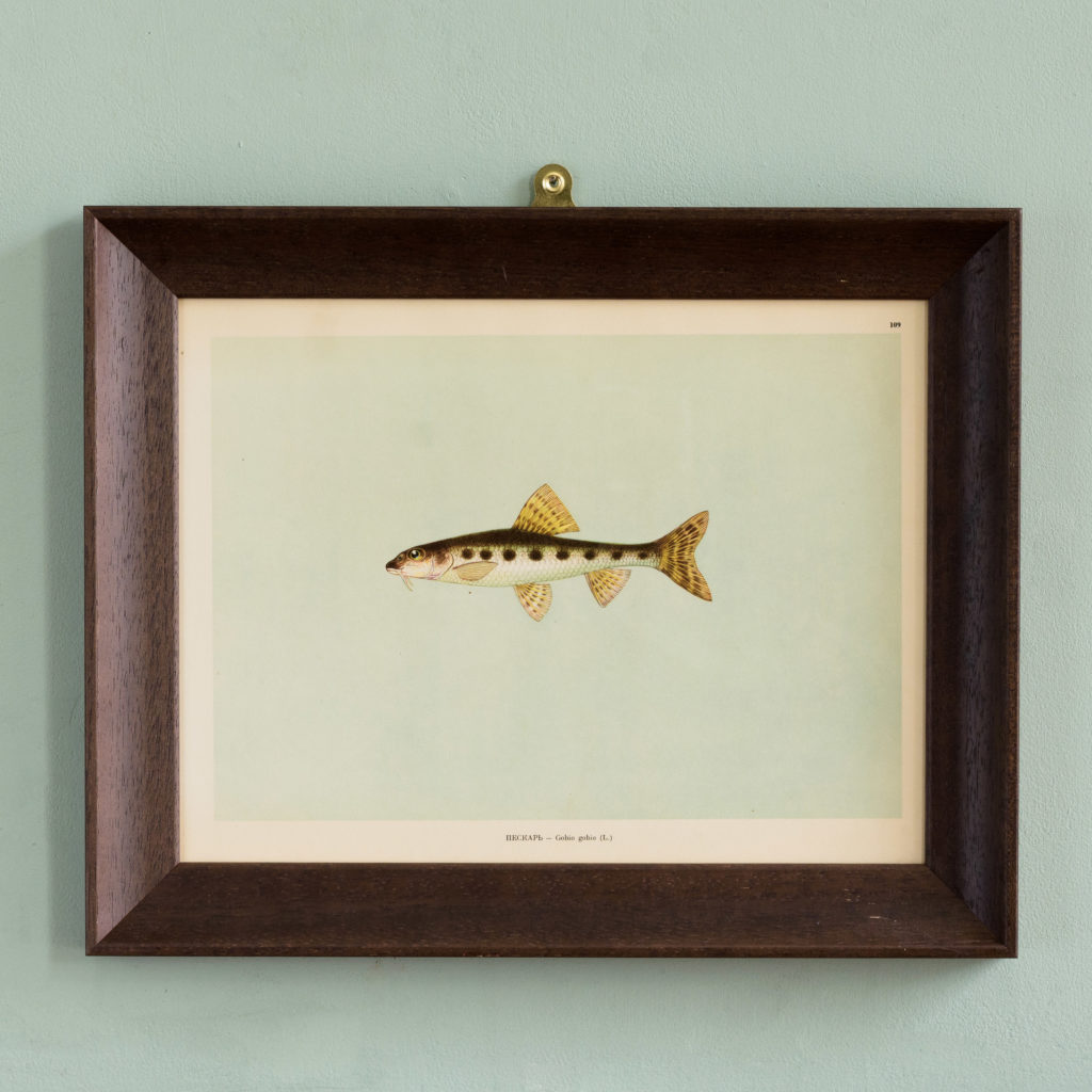 Soviet Era Fish Identification Prints-0