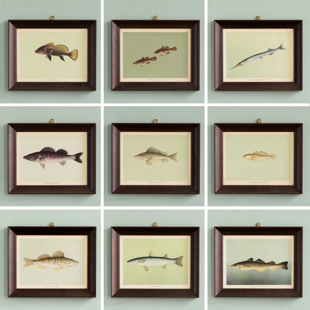 Soviet Era Fish Identification Prints-105081