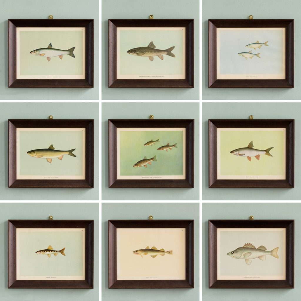 Soviet Era Fish Identification Prints-105054
