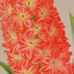 Chromolithograph floral prints by A. C. van Eeden & Co.