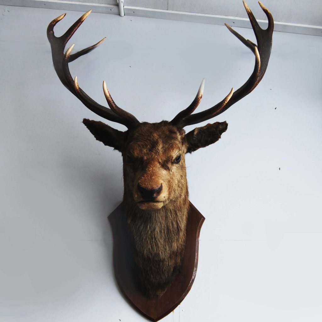 An 'Imperial' red deer stag's head-0