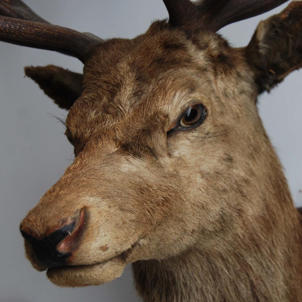 An 'Imperial' red deer stag's head-105853