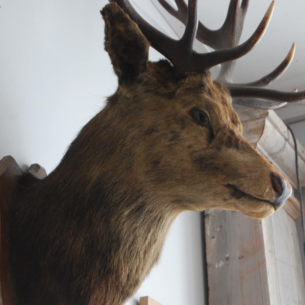 An 'Imperial' red deer stag's head-105856