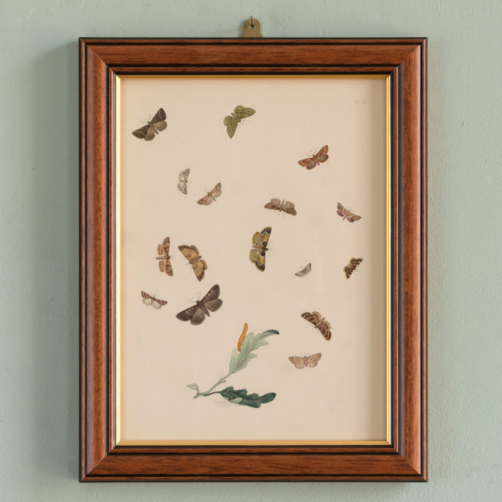 British Moths, original 19th century prints with hand-colour-0