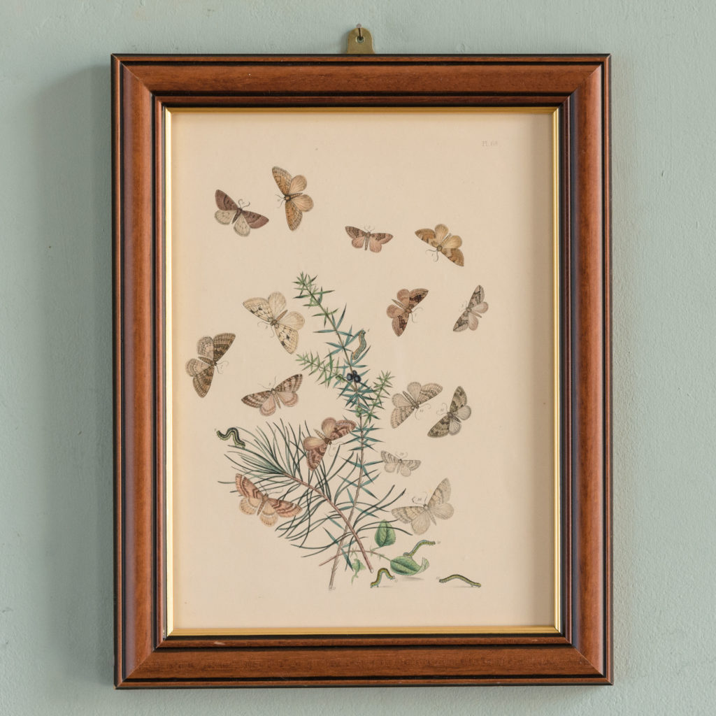 British Moths, original 19th century prints with hand-colour-0