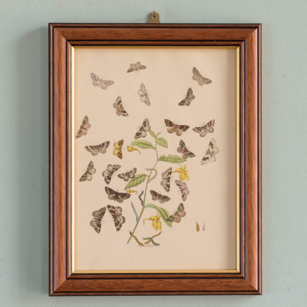 British Moths, original 19th century prints with hand-colour-0