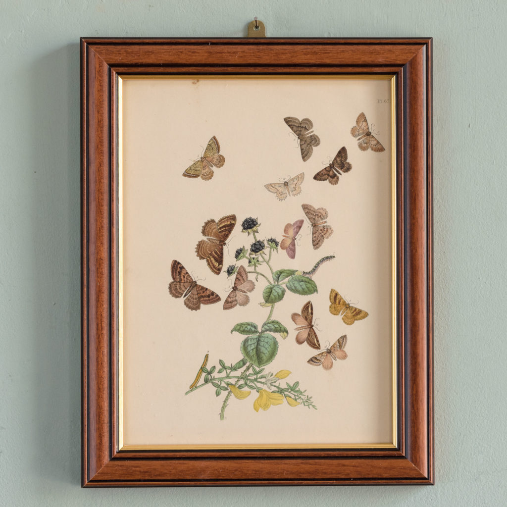 British Moths, original 19th century prints with hand-colour-0