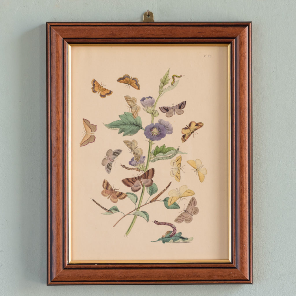 British Moths, original 19th century prints with hand-colour-0