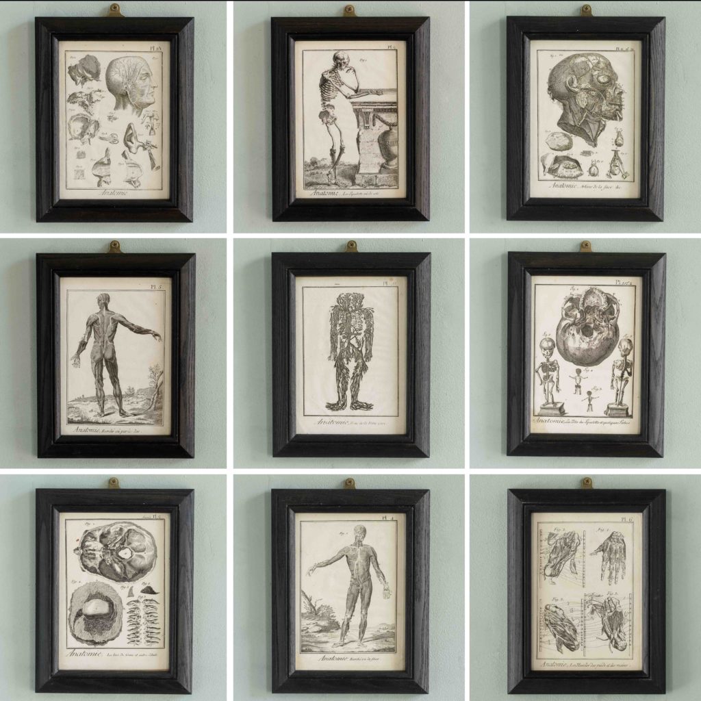 Original 18th century Anatomical prints-107294