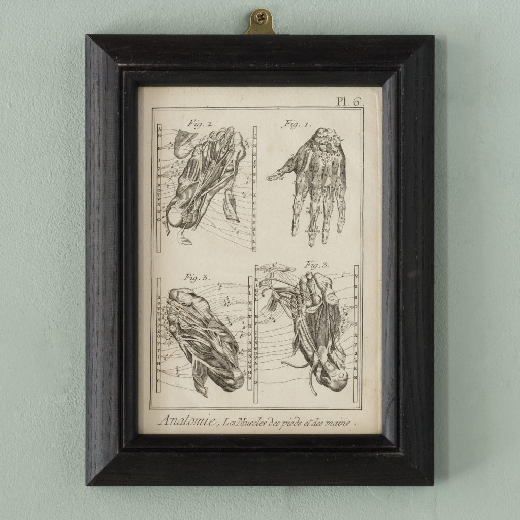 Original 18th century Anatomical prints-0