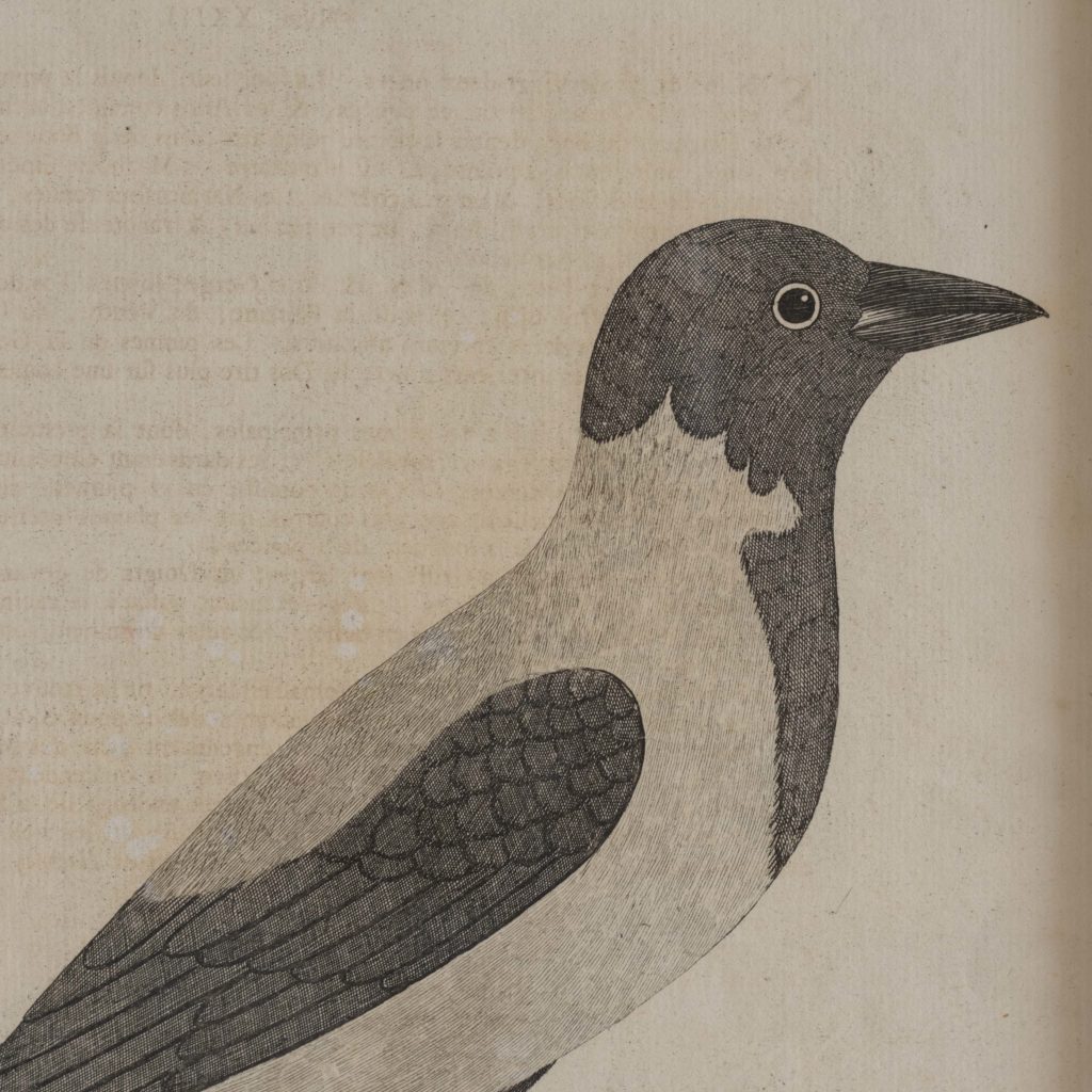 Natural History of Birds,-107554