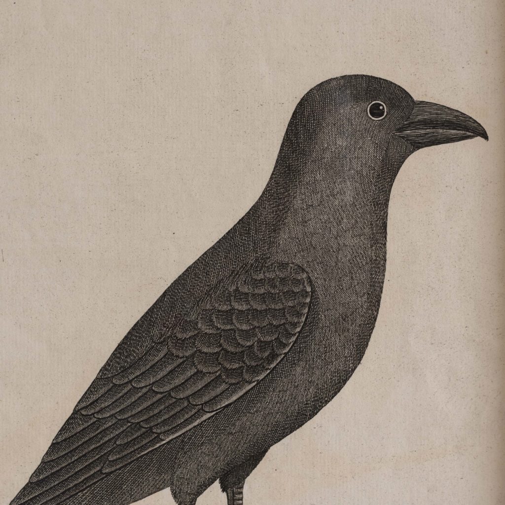 Natural History of Birds,-107542