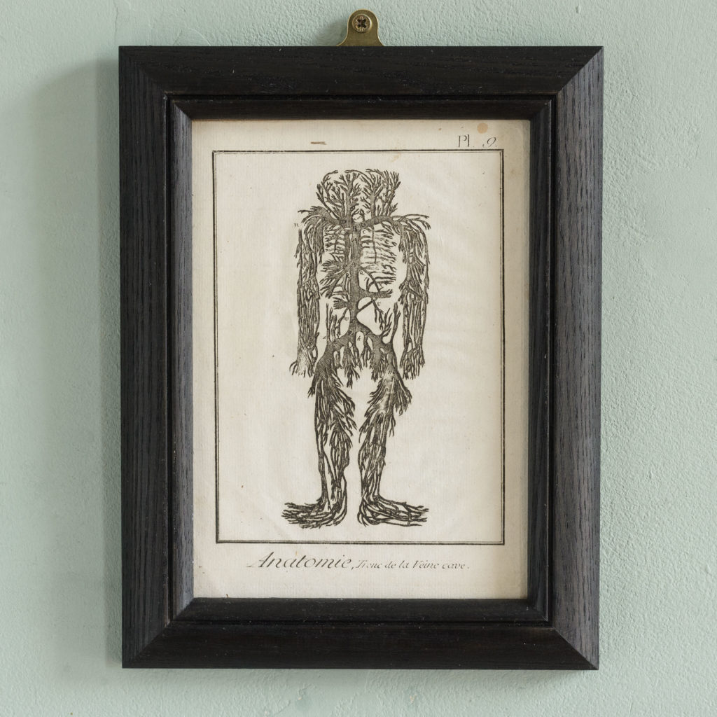Original 18th century Anatomical prints-0