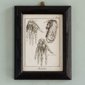 Original 18th century Anatomical prints-0